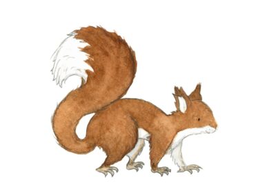 Illustration Eichhörnchen