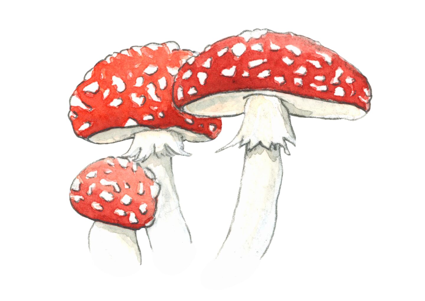 Illustratie paddenstoel