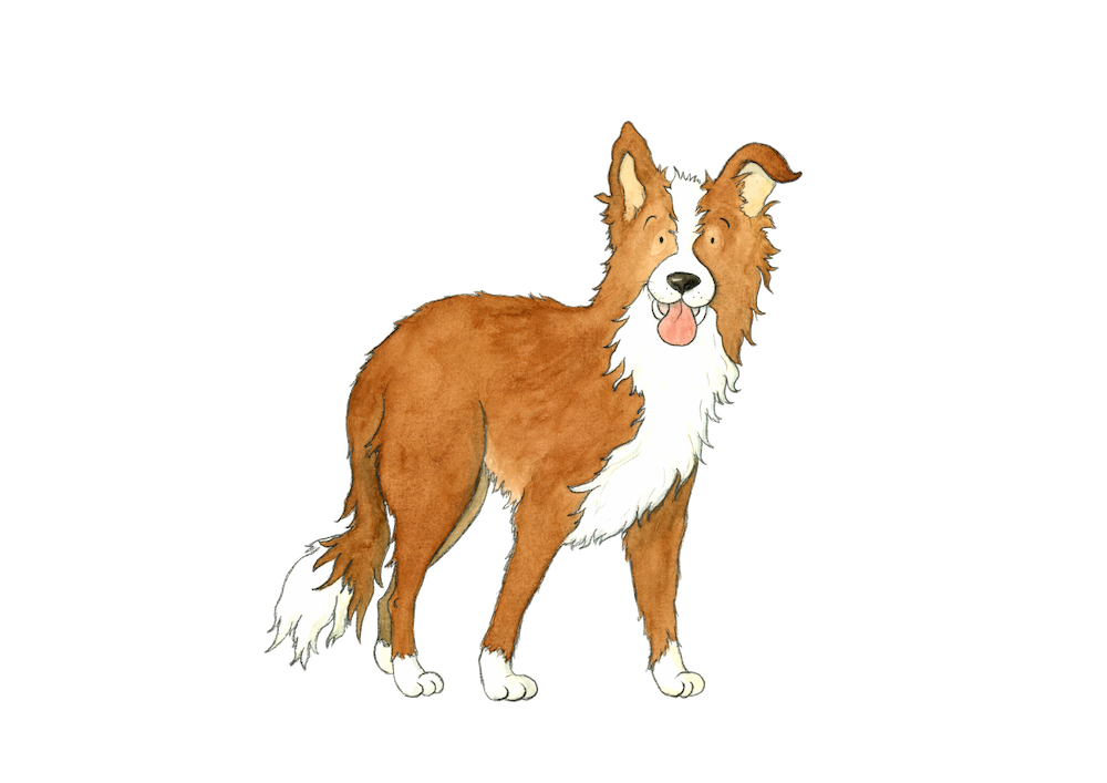 Hund Illustration